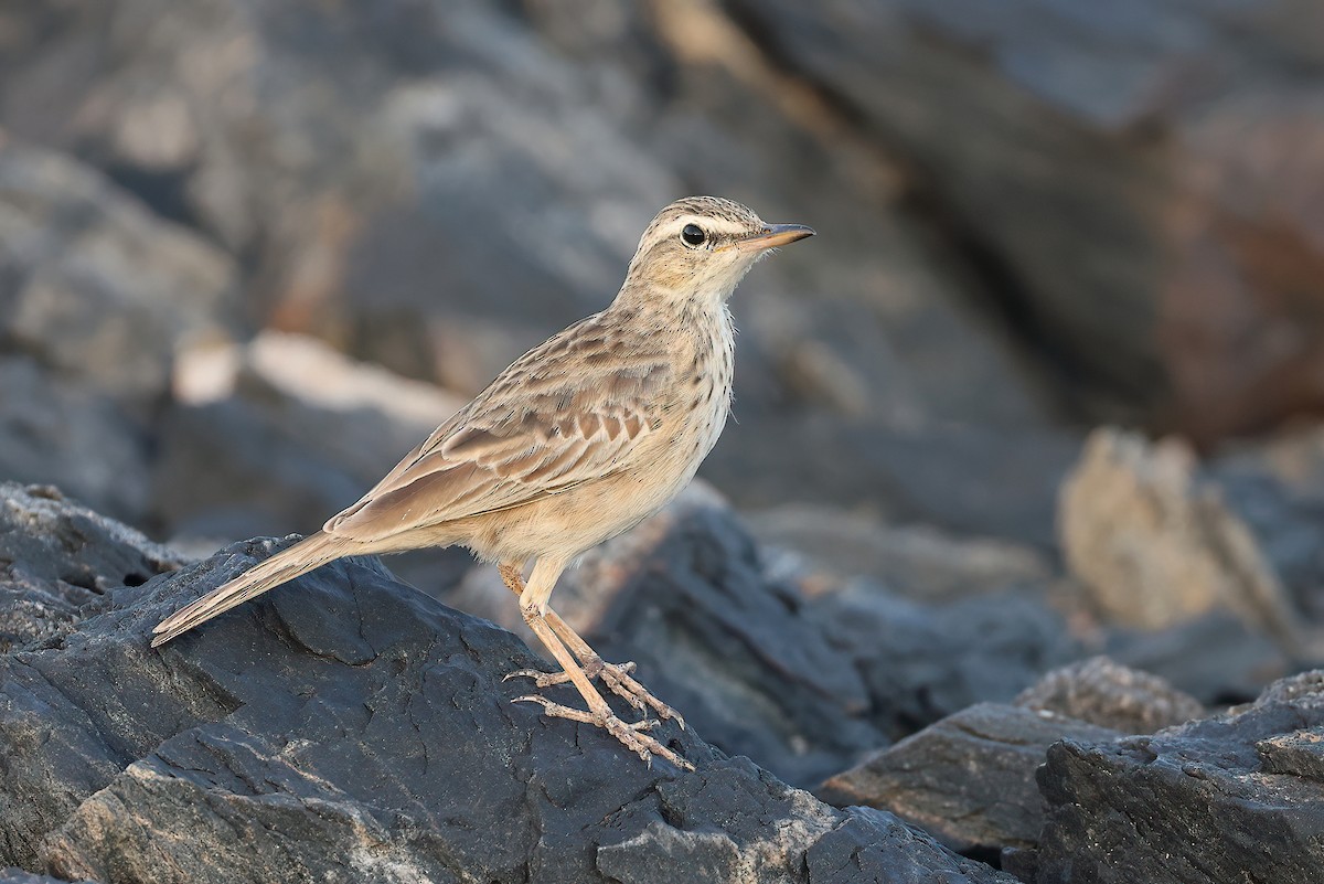 Long-billed Pipit (Socotra) - ML631109055