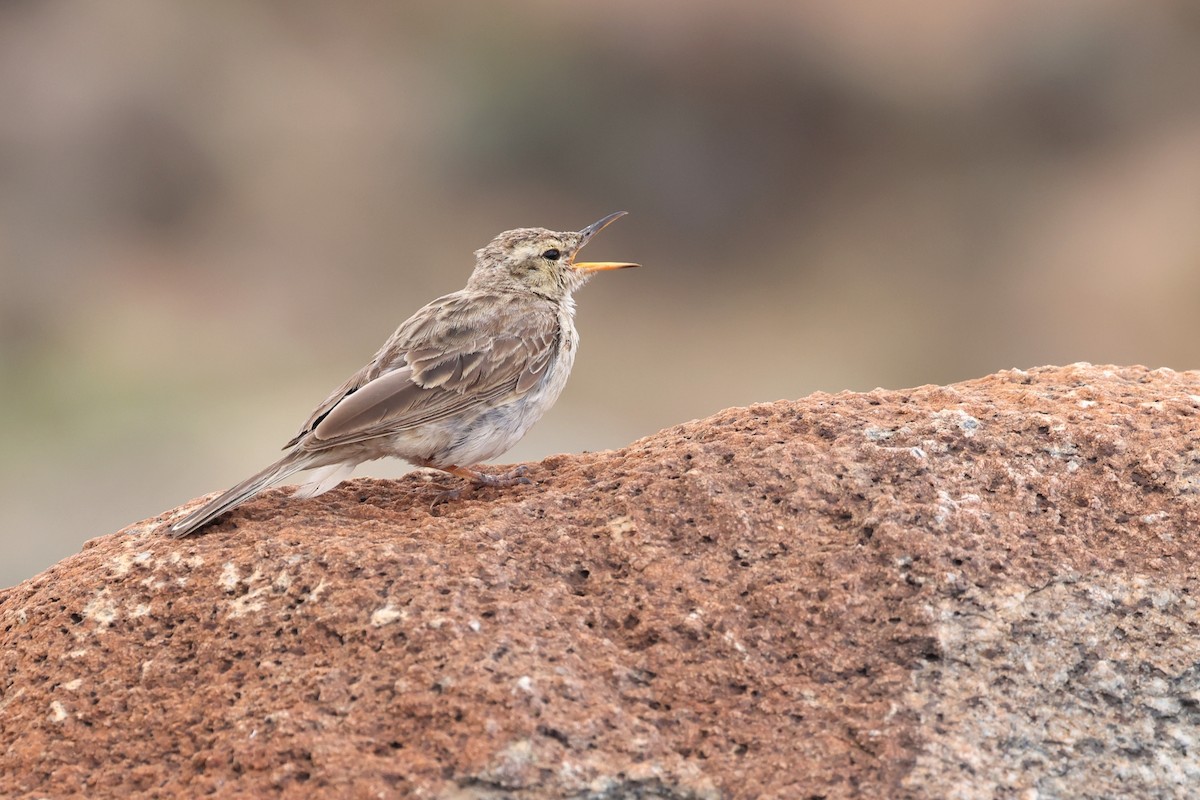 Long-billed Pipit (Socotra) - ML631109056