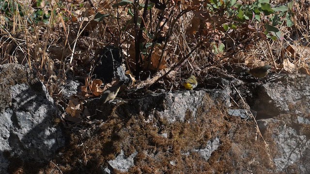 Green Avadavat - ML631109202