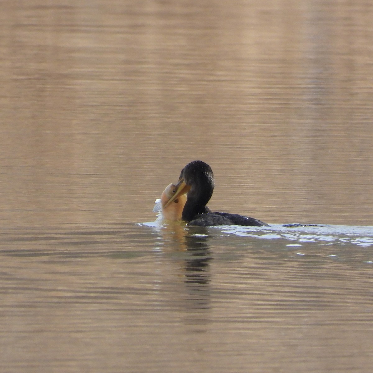 Double-crested Cormorant - ML631109207
