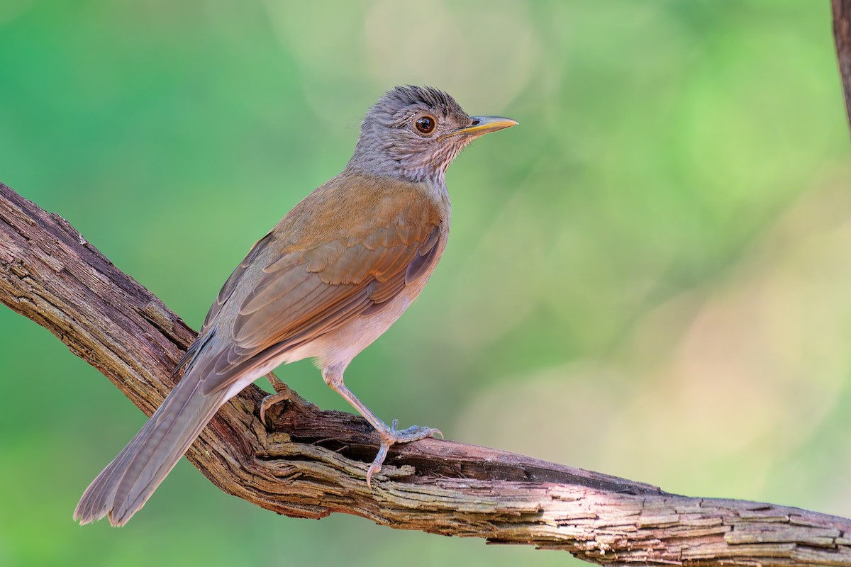 Pale-breasted Thrush - ML631109402