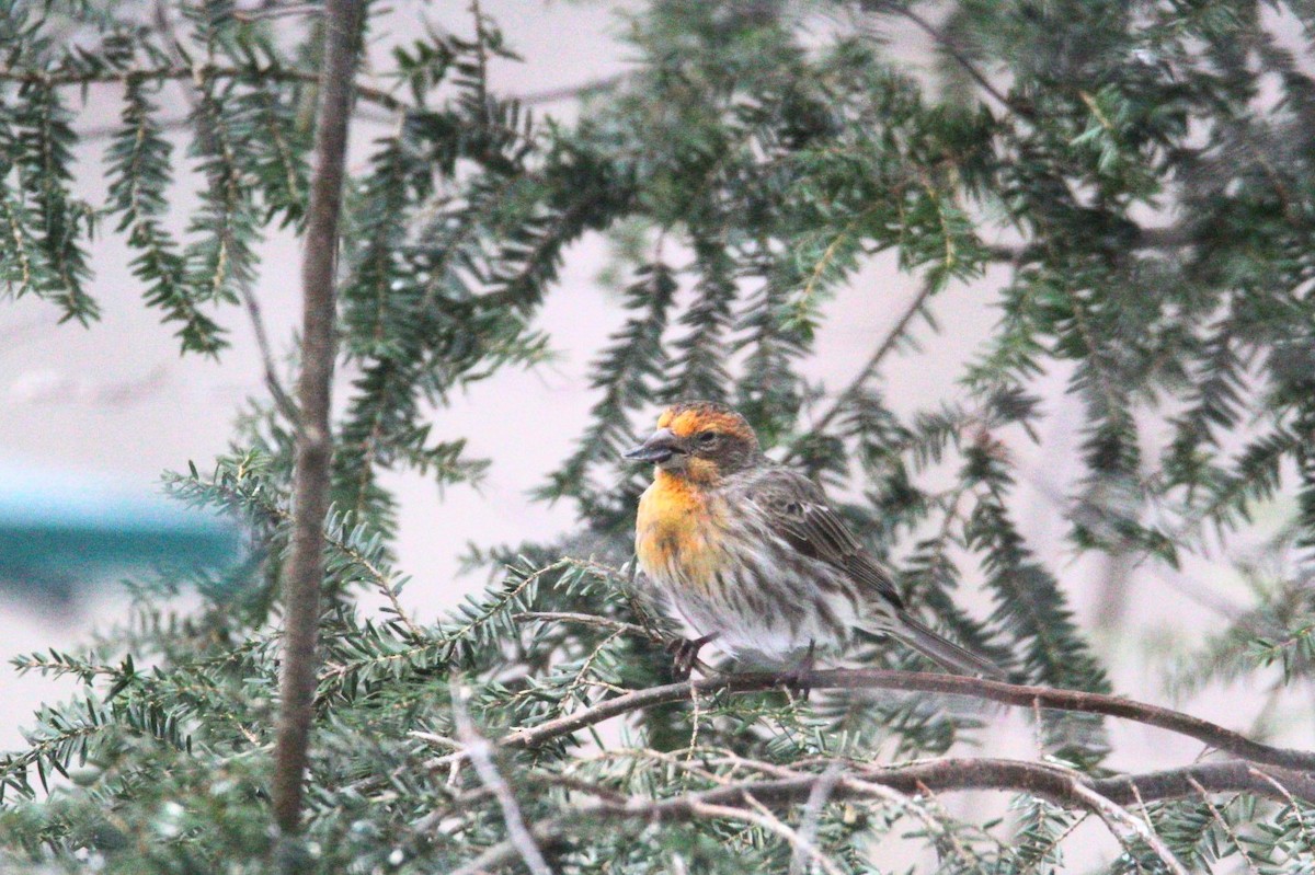 House Finch - ML631109625