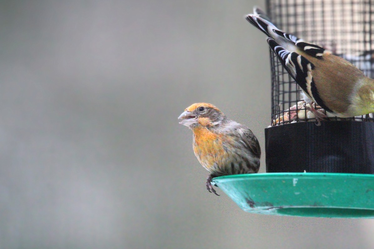 House Finch - ML631109626