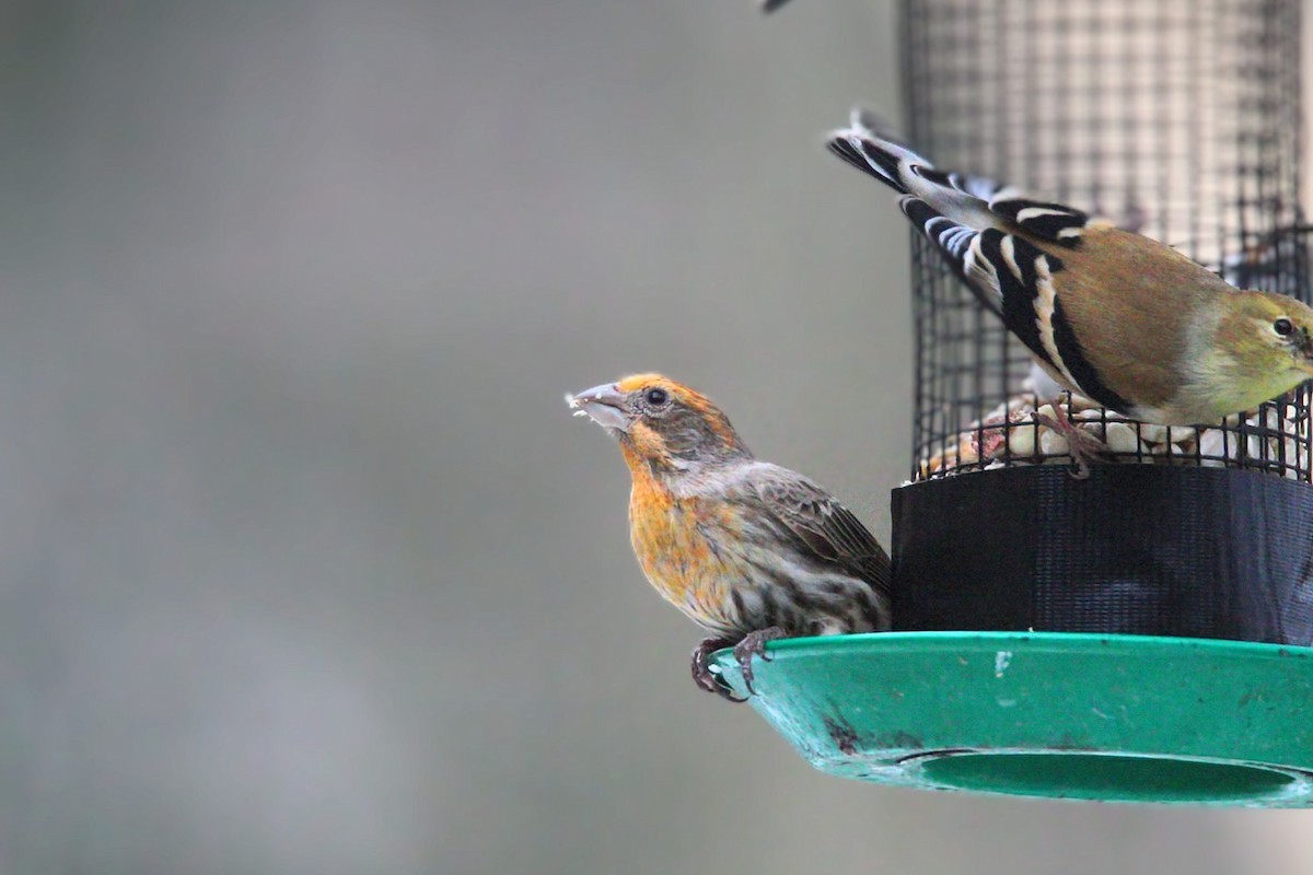 House Finch - ML631109627