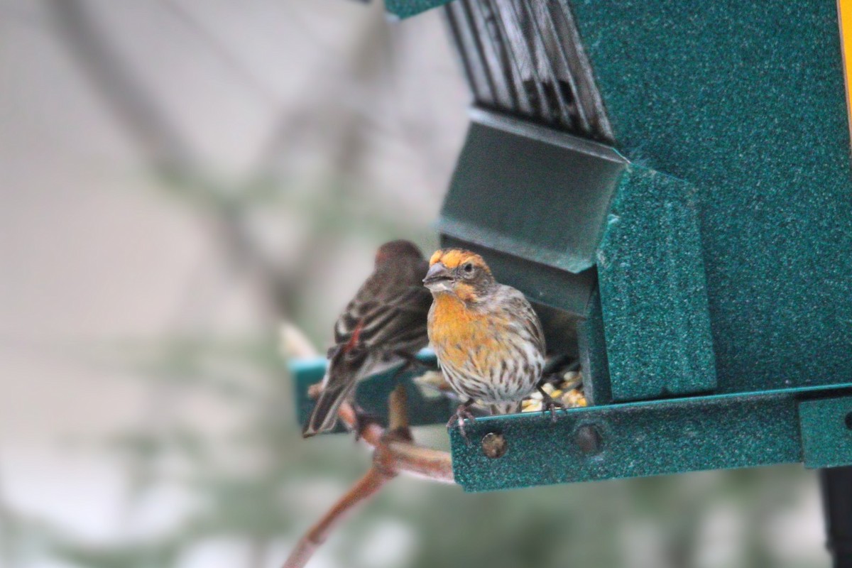 House Finch - ML631109628