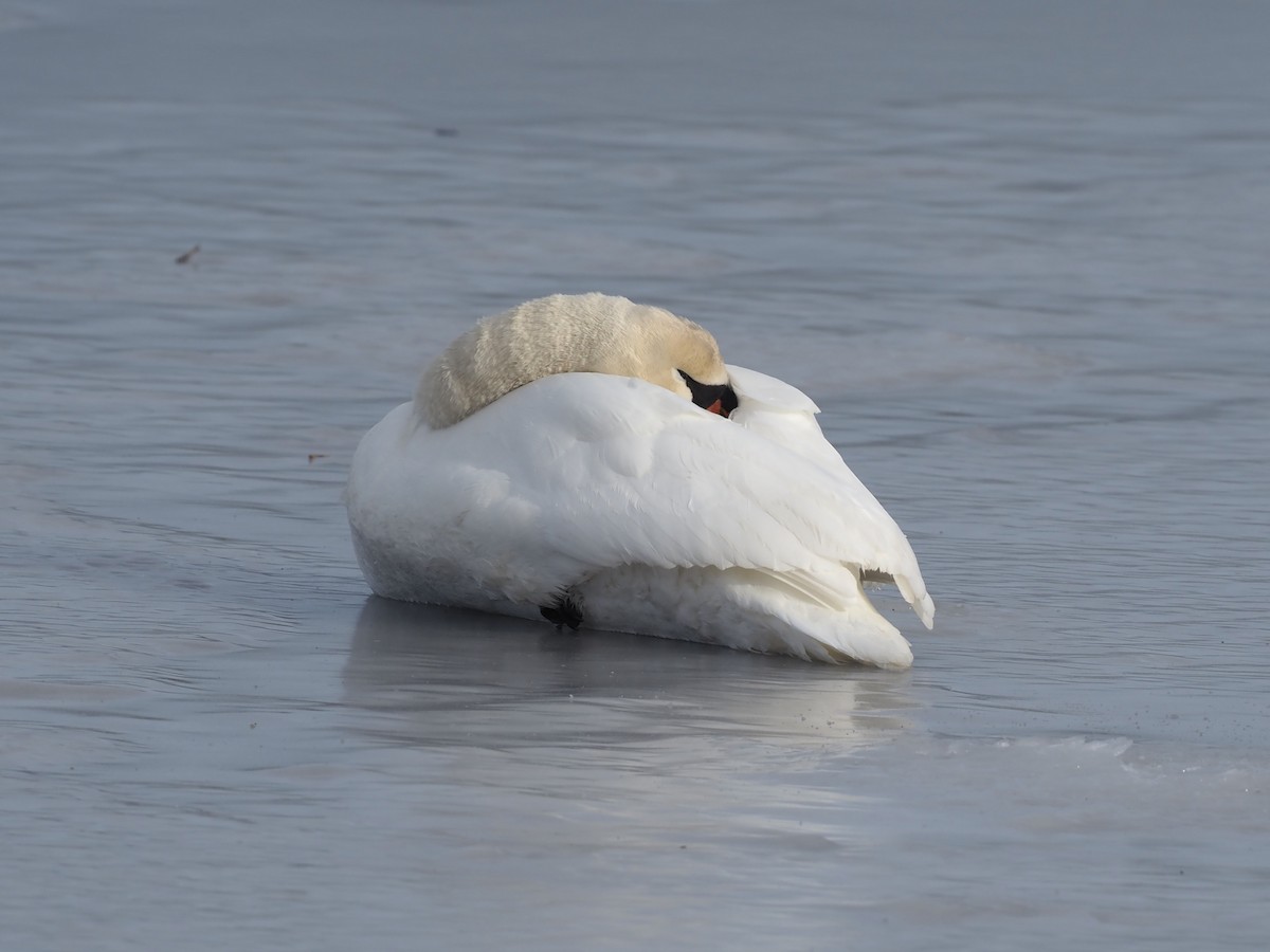 Mute Swan - ML631109641