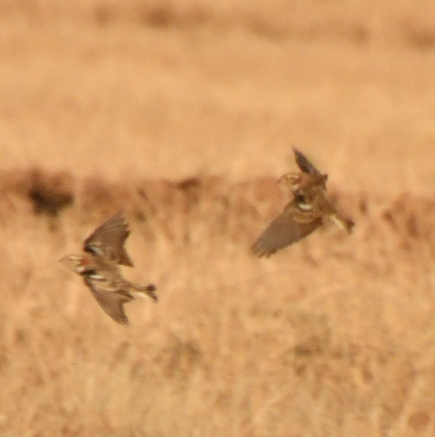 Chestnut-collared Longspur - ML631109646