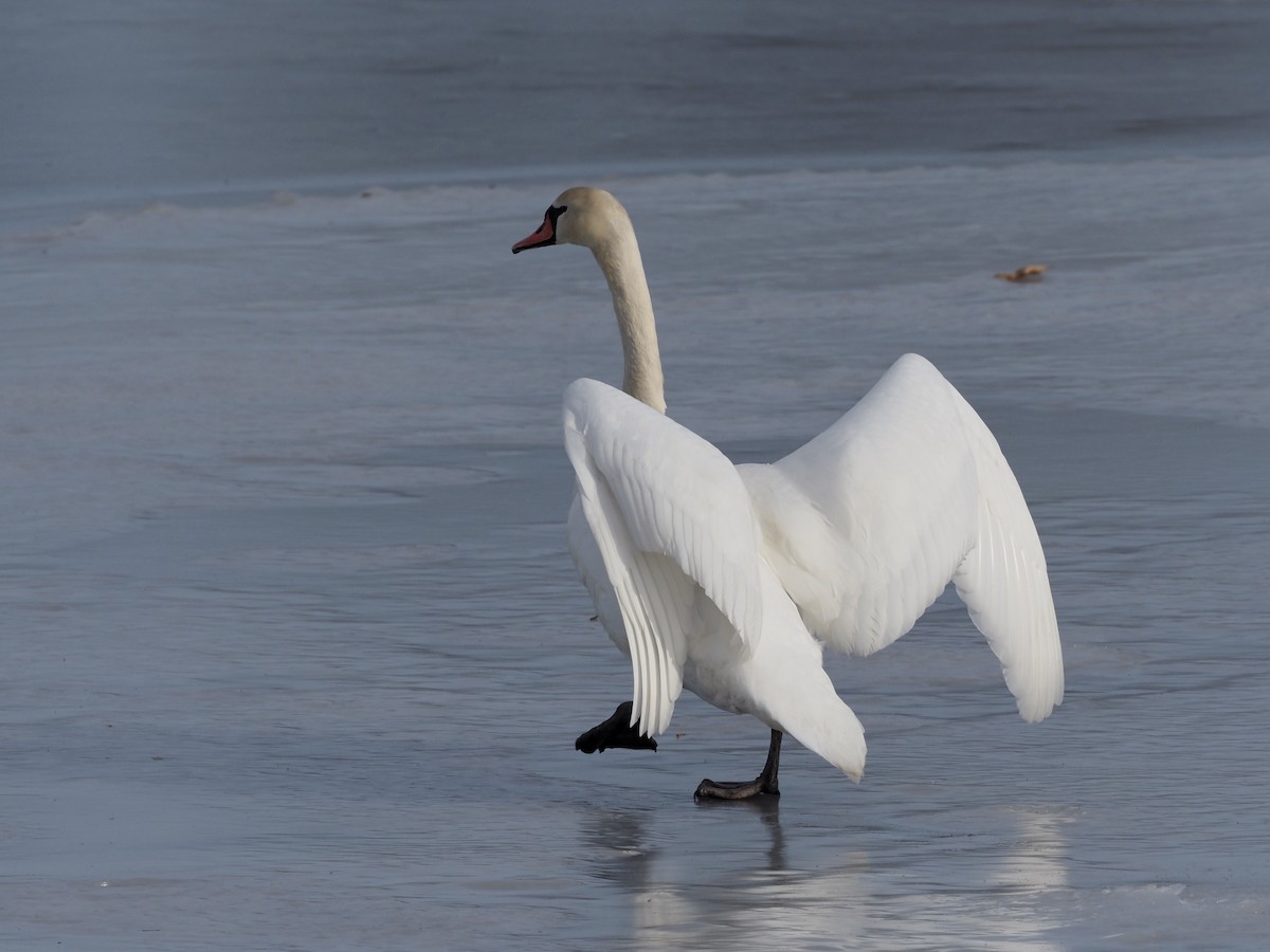 Mute Swan - ML631109650