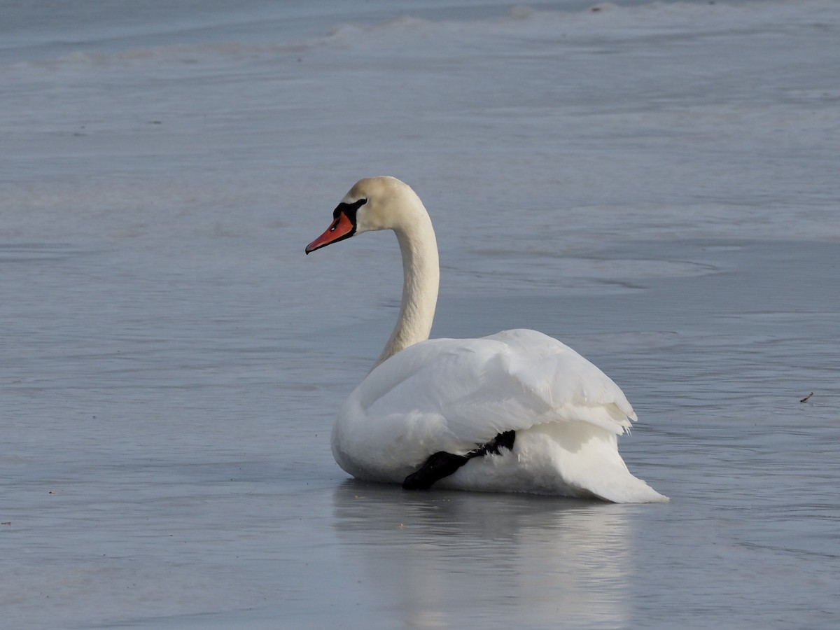 Mute Swan - ML631109655