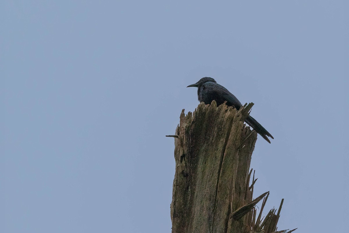 Chestnut-winged Starling - ML631109659