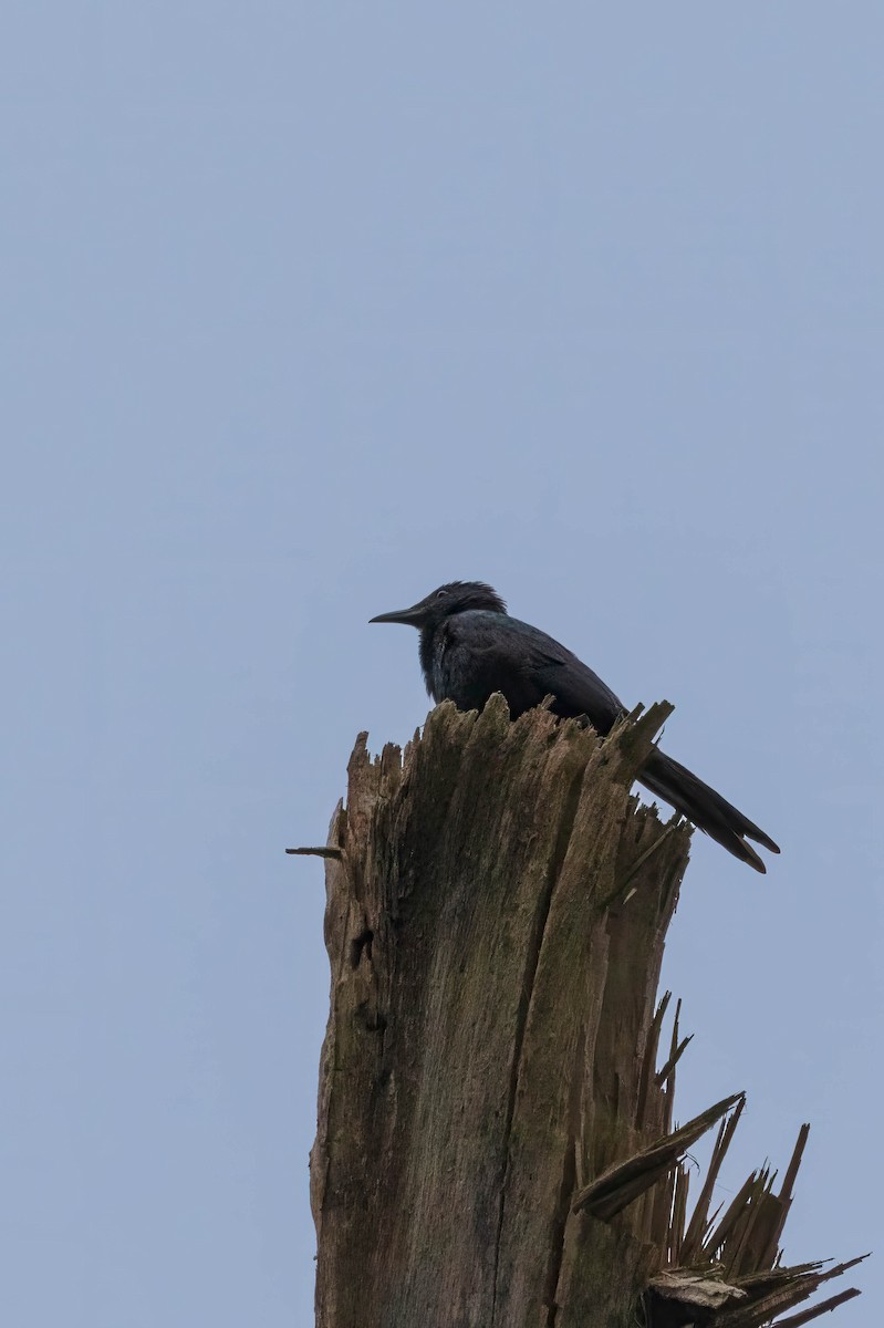 Chestnut-winged Starling - ML631109660