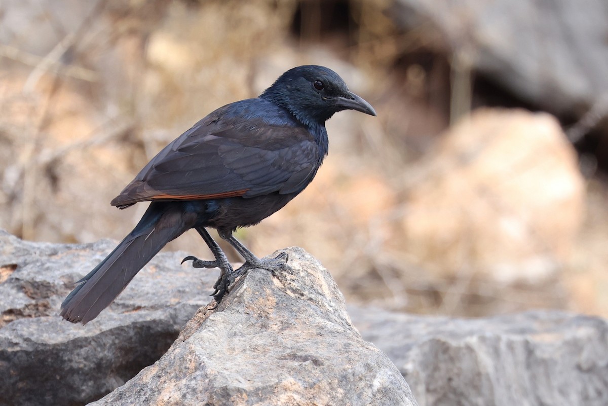 Socotra Starling - ML631109974