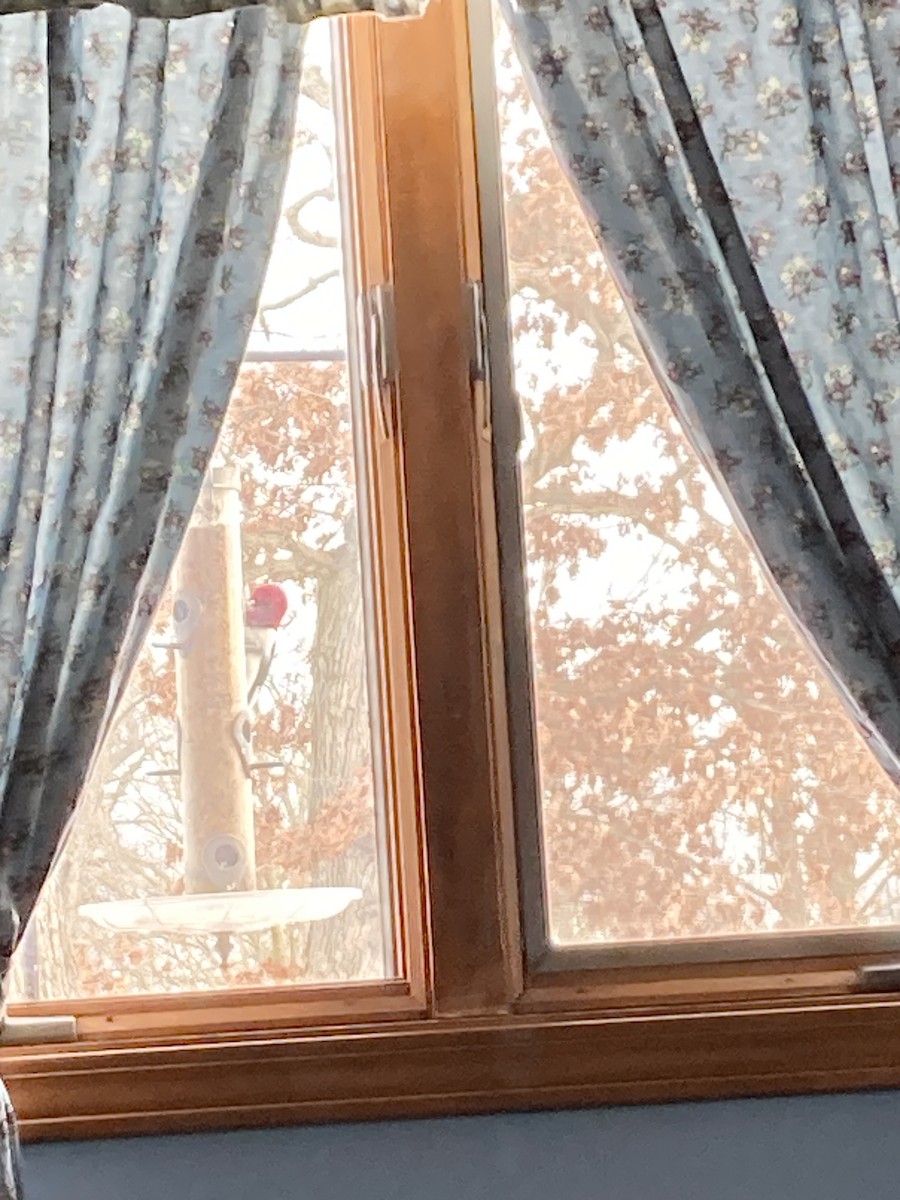 Red-headed Woodpecker - ML631109999