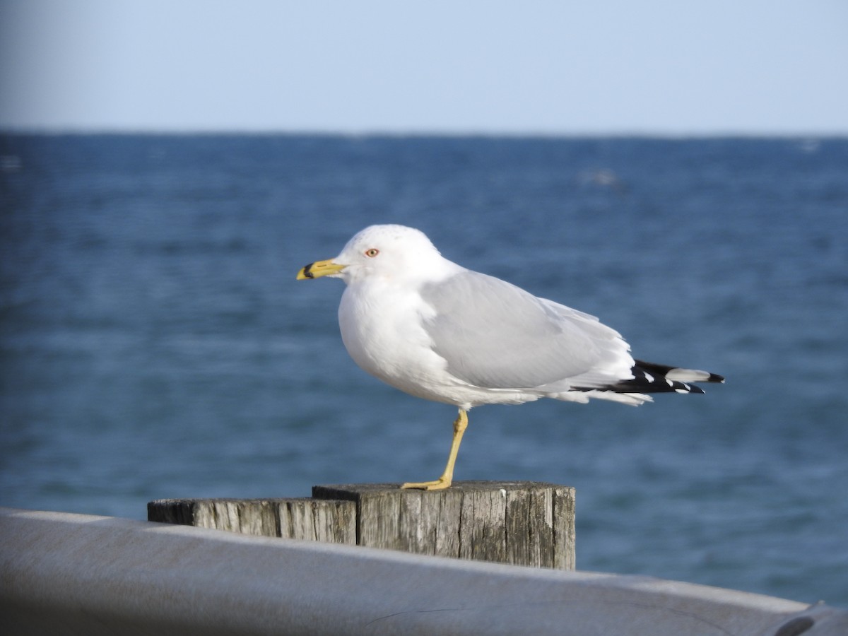 ringnebbmåke - ML631110053