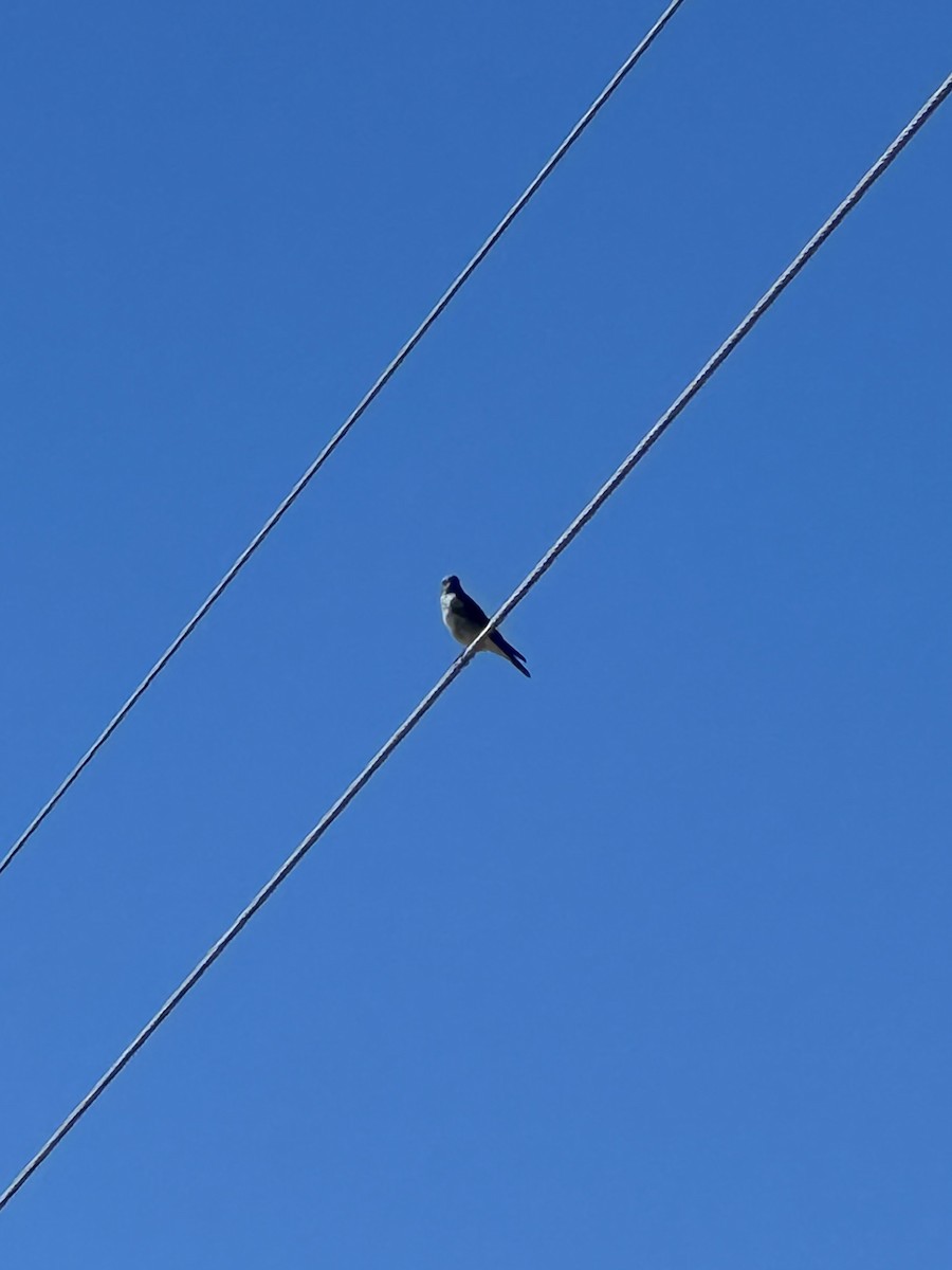 Mountain Bluebird - ML631110082