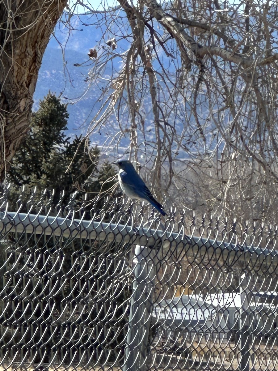 Mountain Bluebird - ML631110083