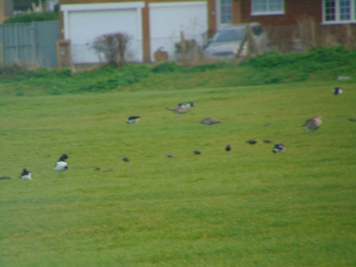 Eurasian Oystercatcher - ML631110164