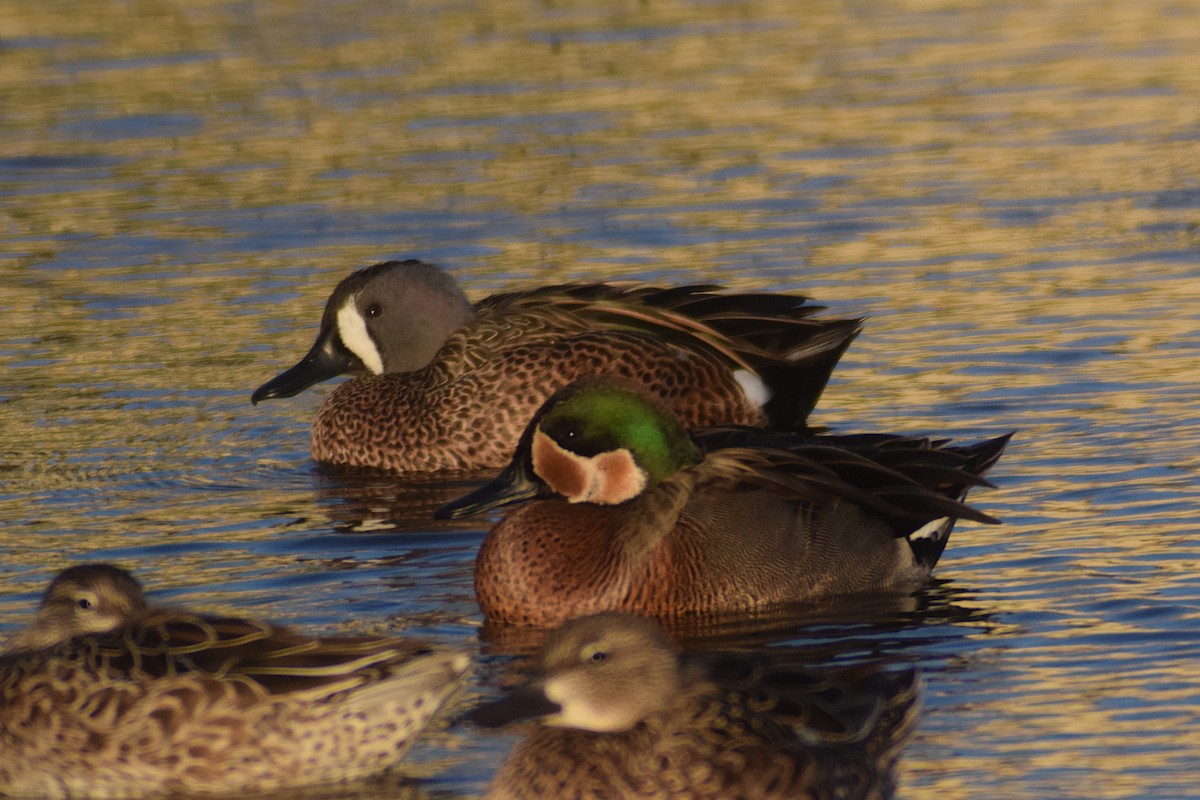 Blue-winged x Green-winged Teal (hybrid) - ML631110456