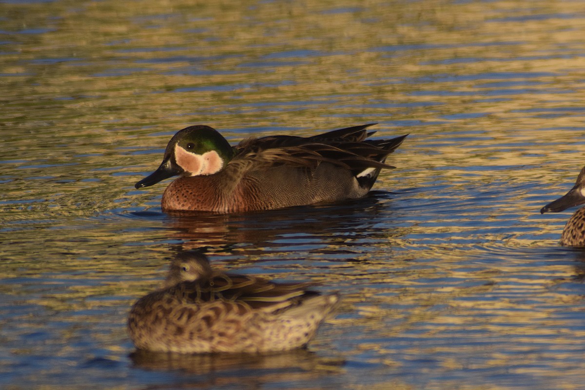 Blue-winged x Green-winged Teal (hybrid) - ML631110457