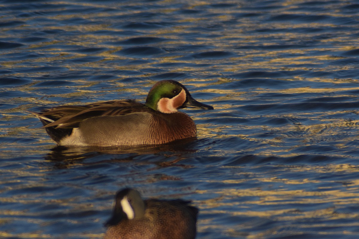 Blue-winged x Green-winged Teal (hybrid) - ML631110458