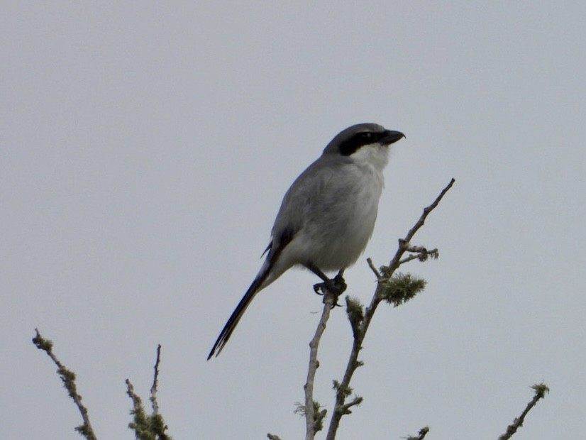 Loggerhead Shrike - ML631110806