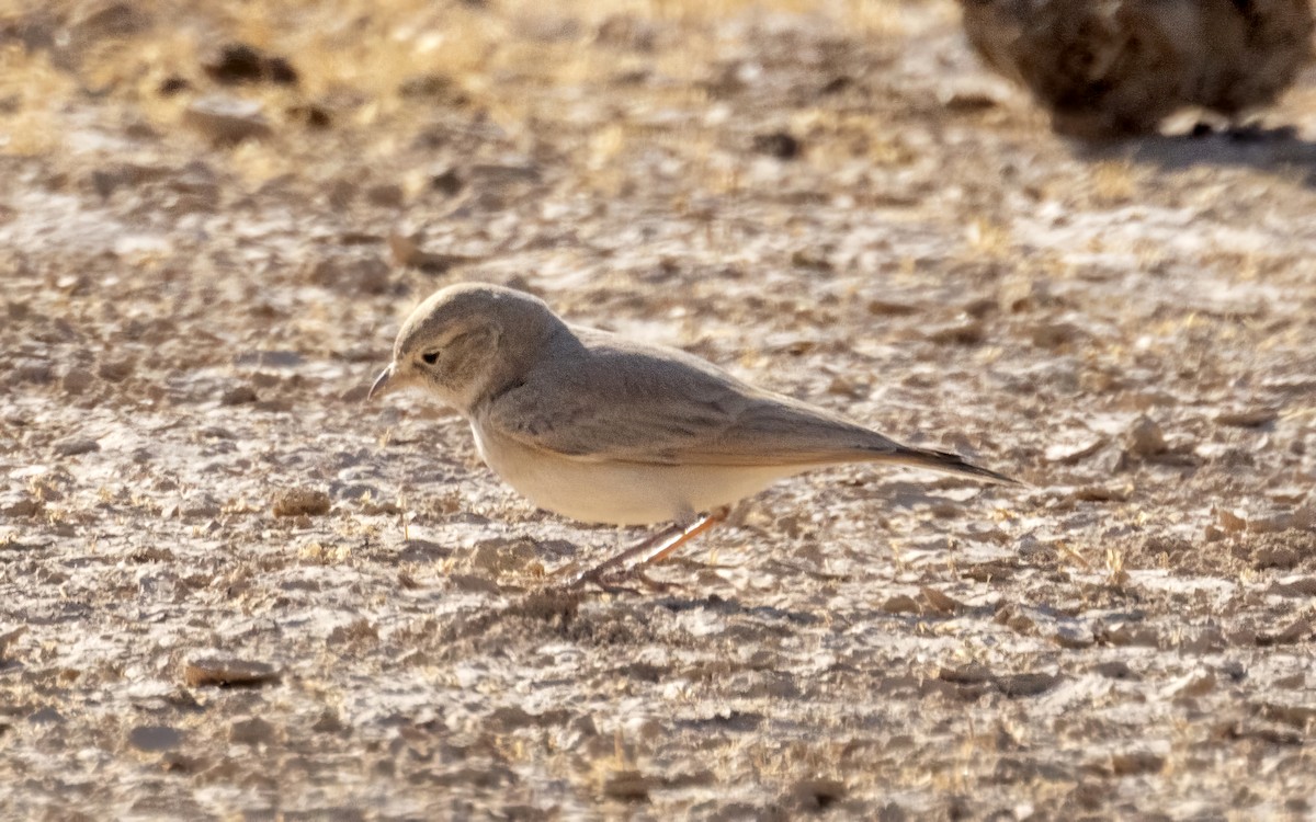 Allodola del deserto minore - ML631111131