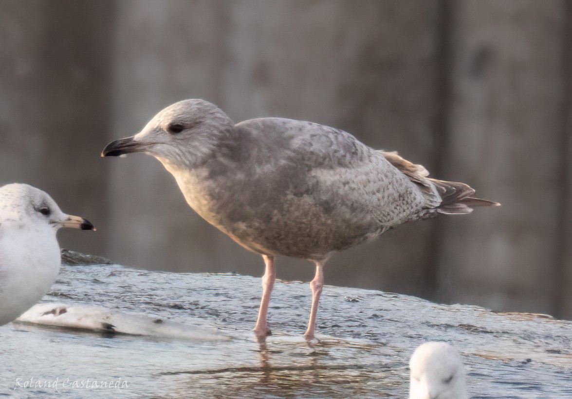 Iceland Gull (Thayer's) - ML631111262