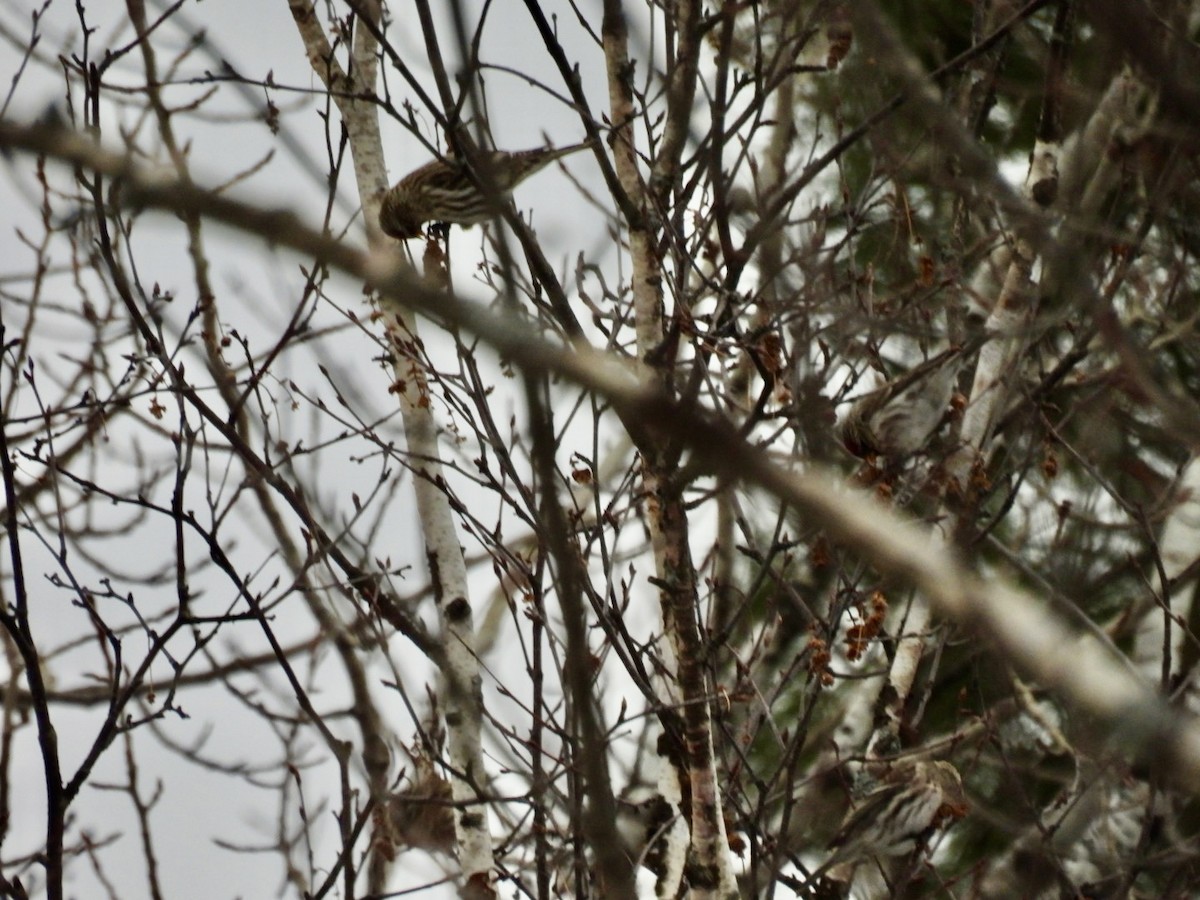 Redpoll (Common) - ML631111326