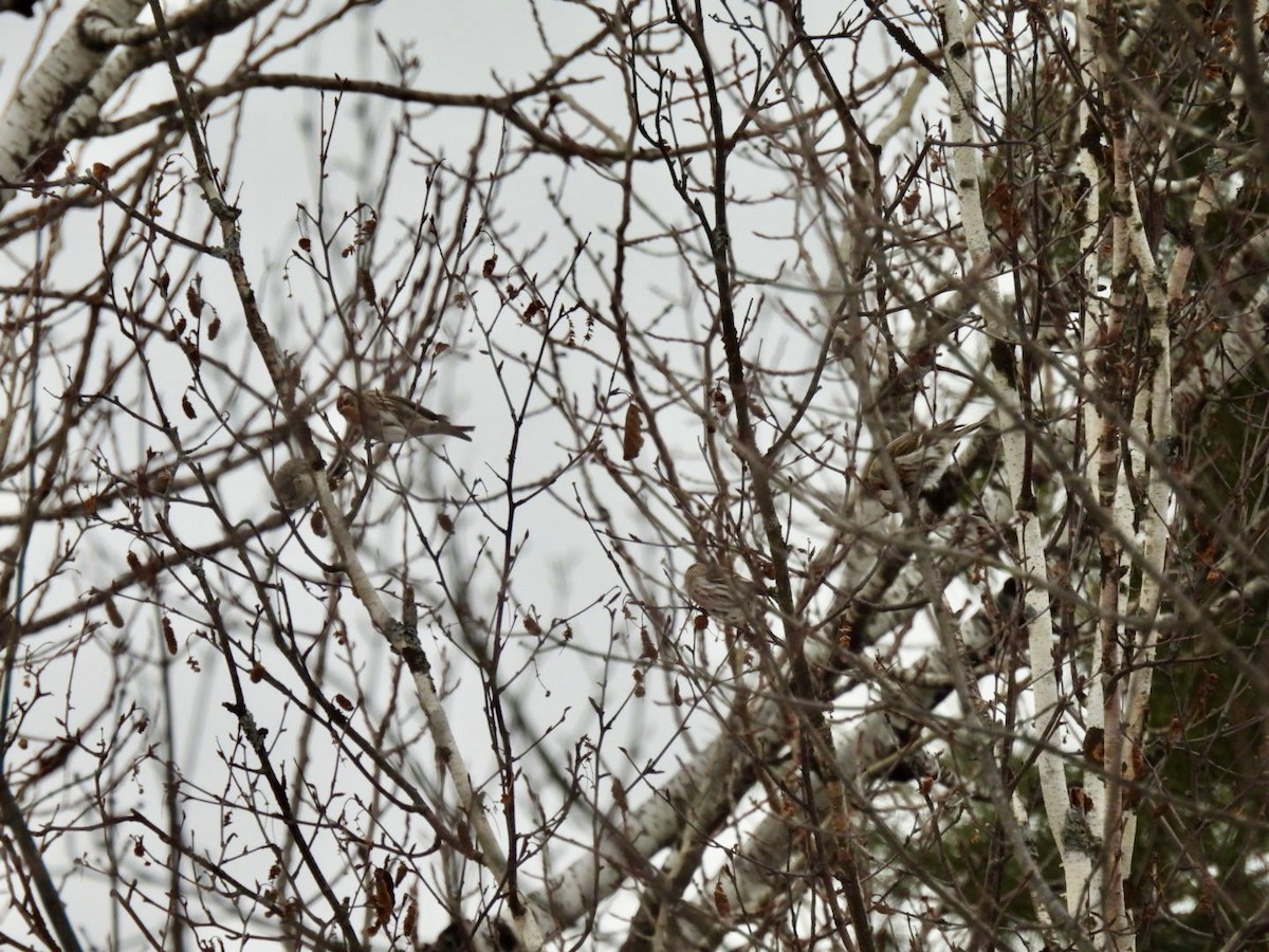 Redpoll (Common) - ML631111327