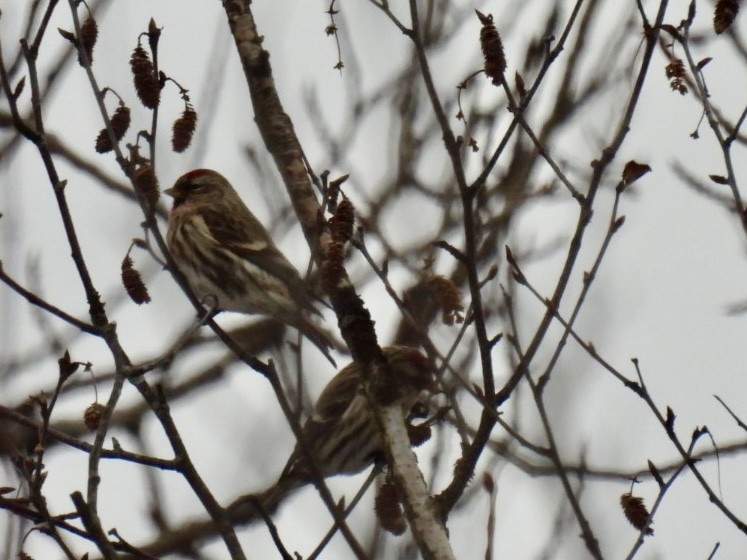 Redpoll (Common) - ML631111328