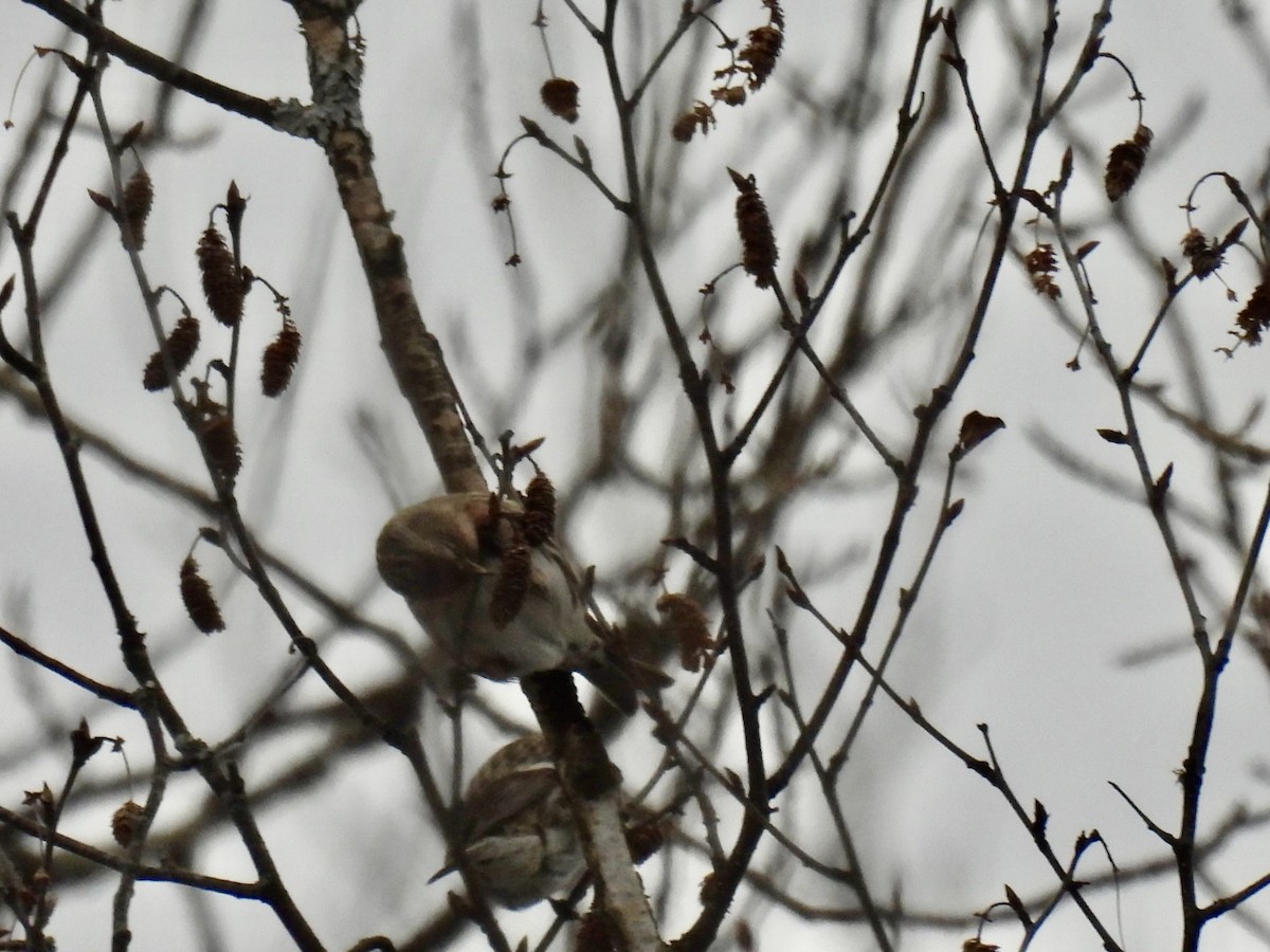 Redpoll (Common) - ML631111329