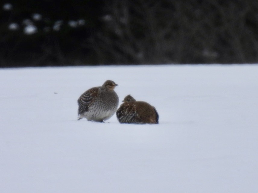 Sharp-tailed Grouse - ML631111368