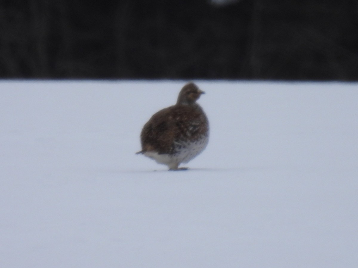 Sharp-tailed Grouse - ML631111369