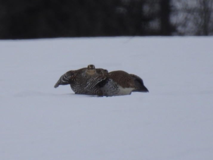 Sharp-tailed Grouse - ML631111370