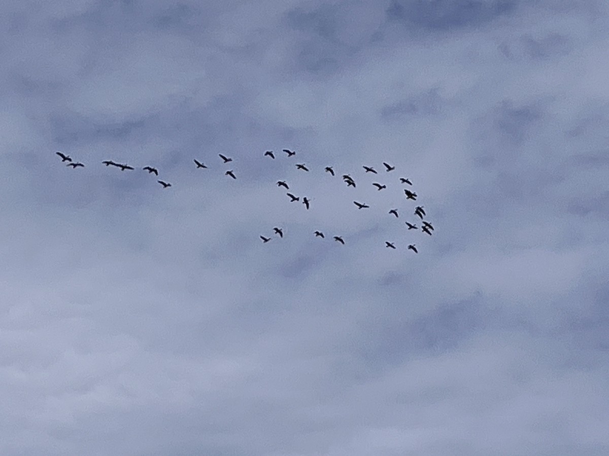 Greater White-fronted Goose - ML631111538