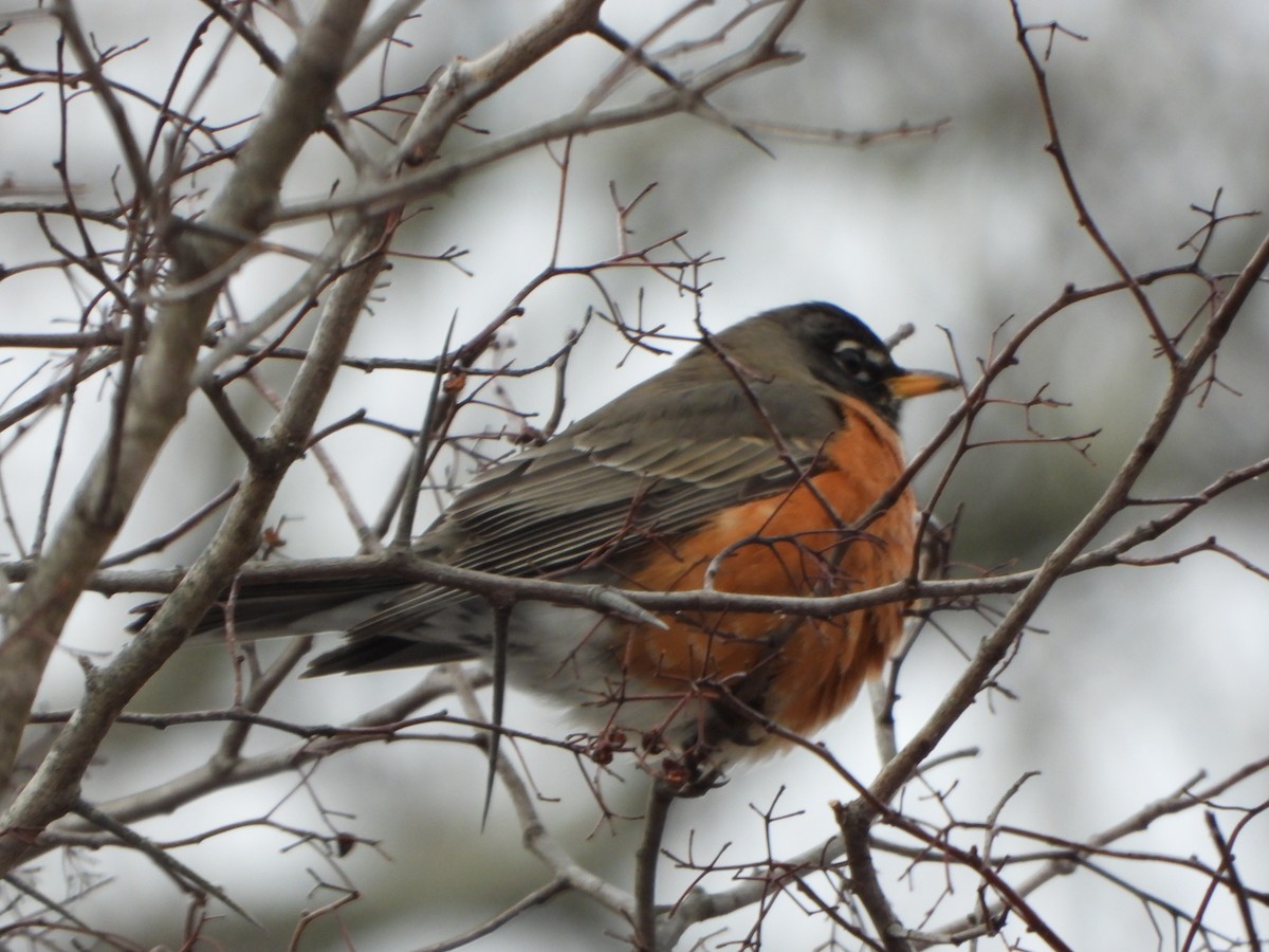 American Robin - ML631111571