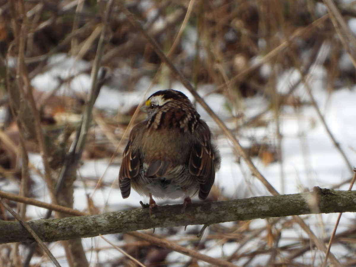White-throated Sparrow - ML631111592