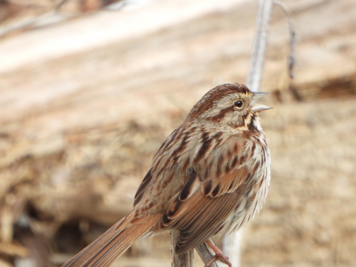 Song Sparrow - ML631111615
