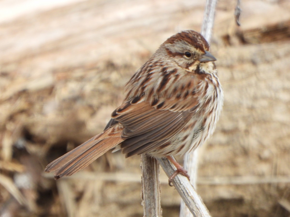 Song Sparrow - ML631111628