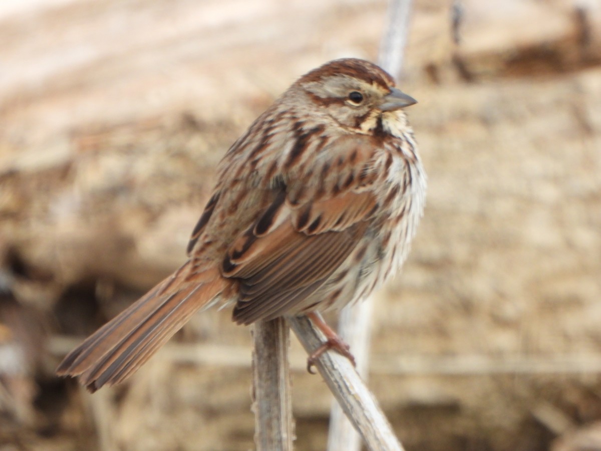 Song Sparrow - ML631111631
