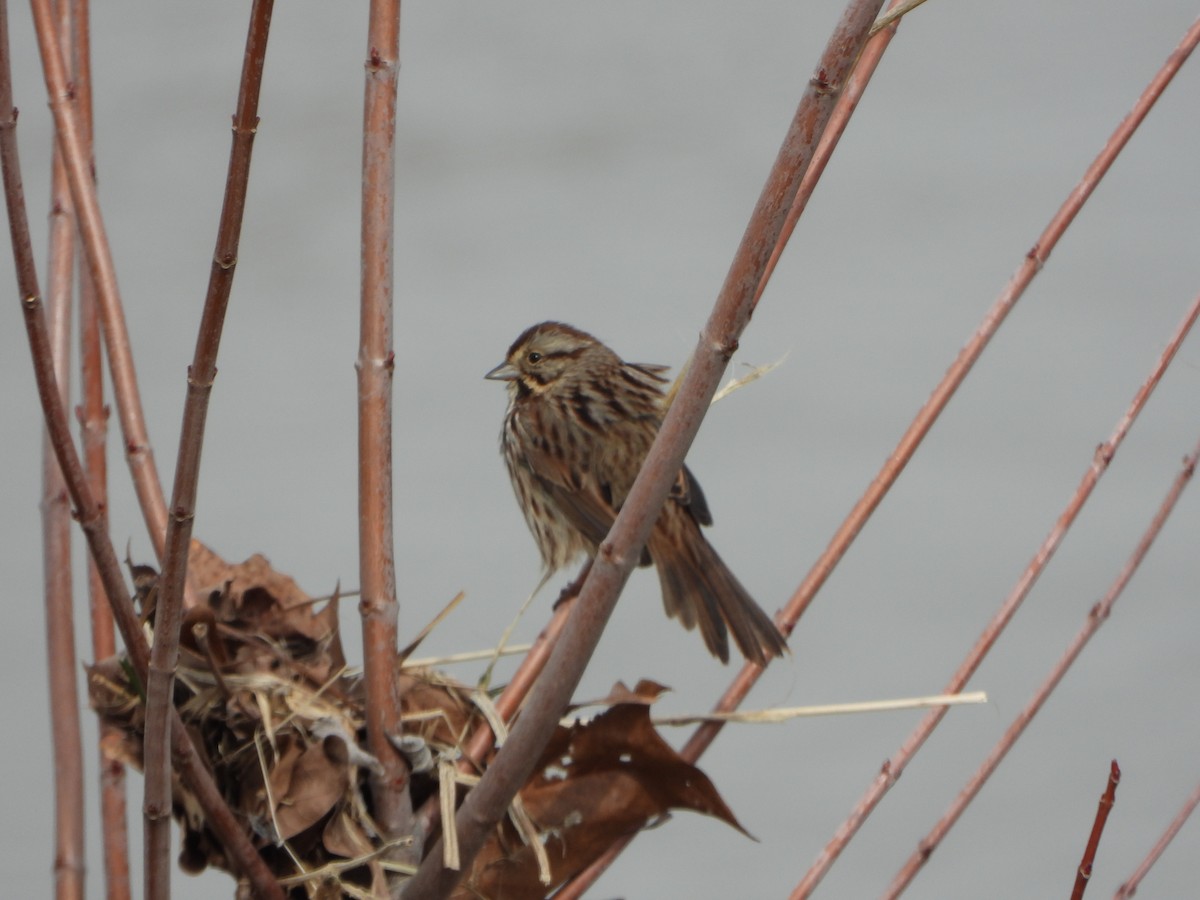Song Sparrow - ML631111659