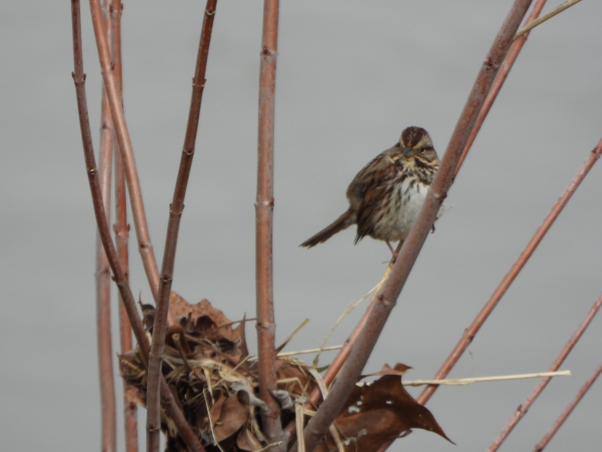 Song Sparrow - ML631111677