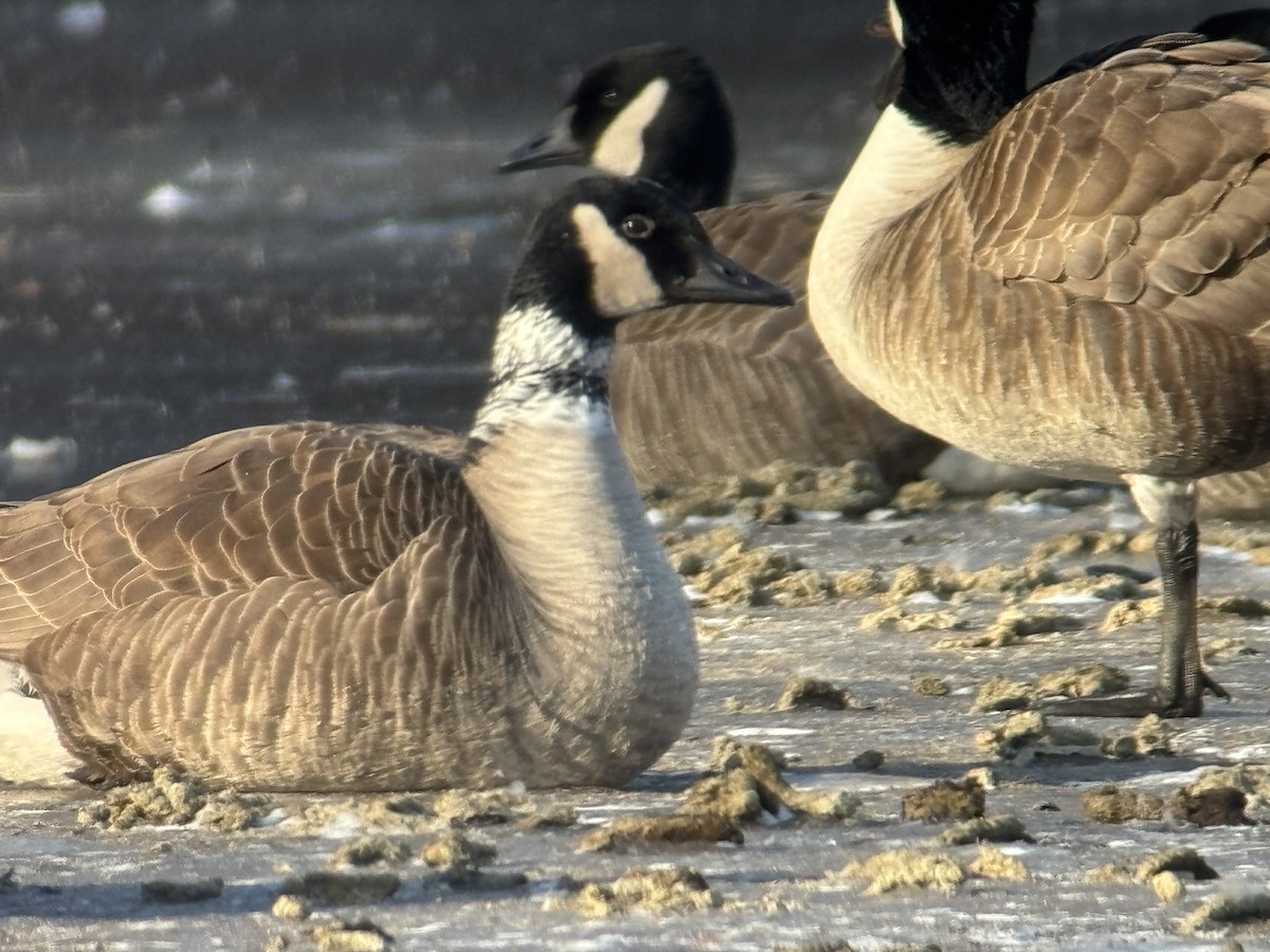 Canada Goose - ML631111736