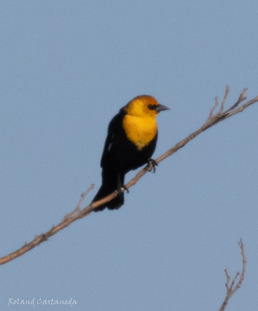 Yellow-headed Blackbird - ML631111915