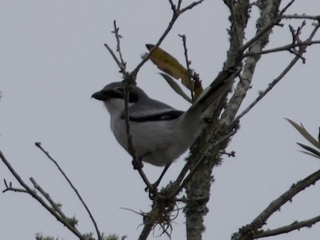Loggerhead Shrike - ML631112047