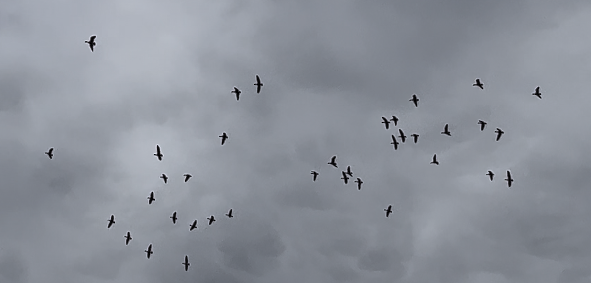 Greater White-fronted Goose - ML631112776