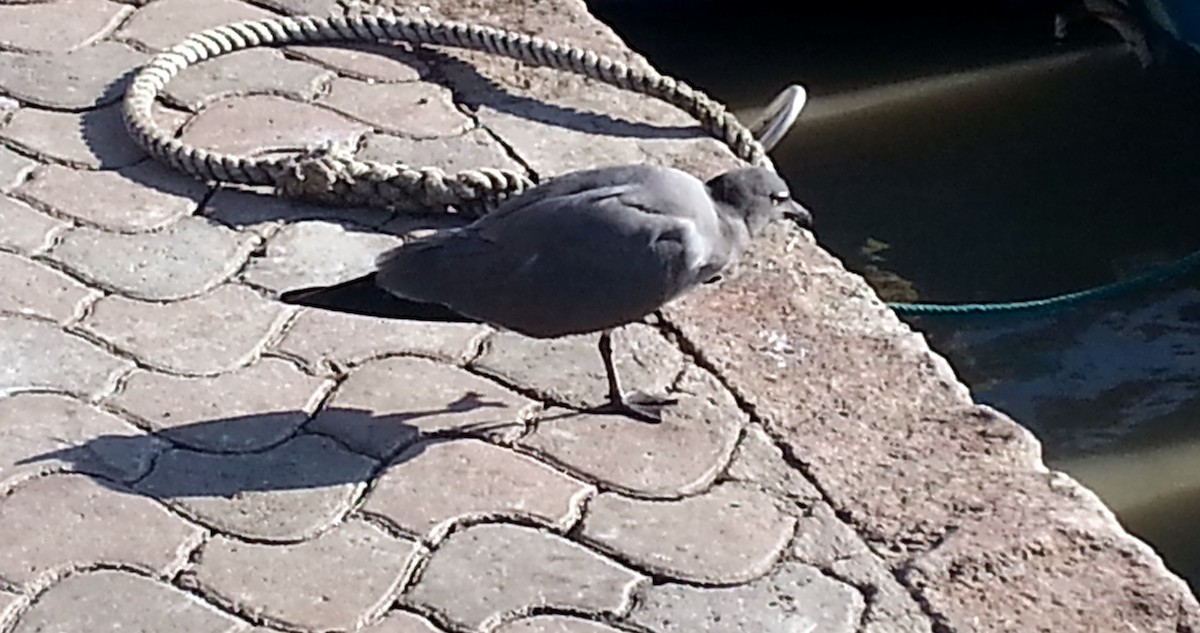 Lava Gull - ML631112832