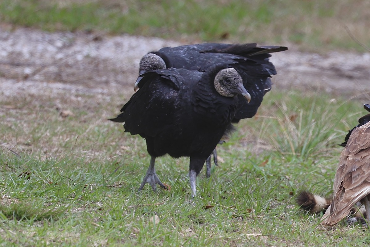 Black Vulture - ML631112851