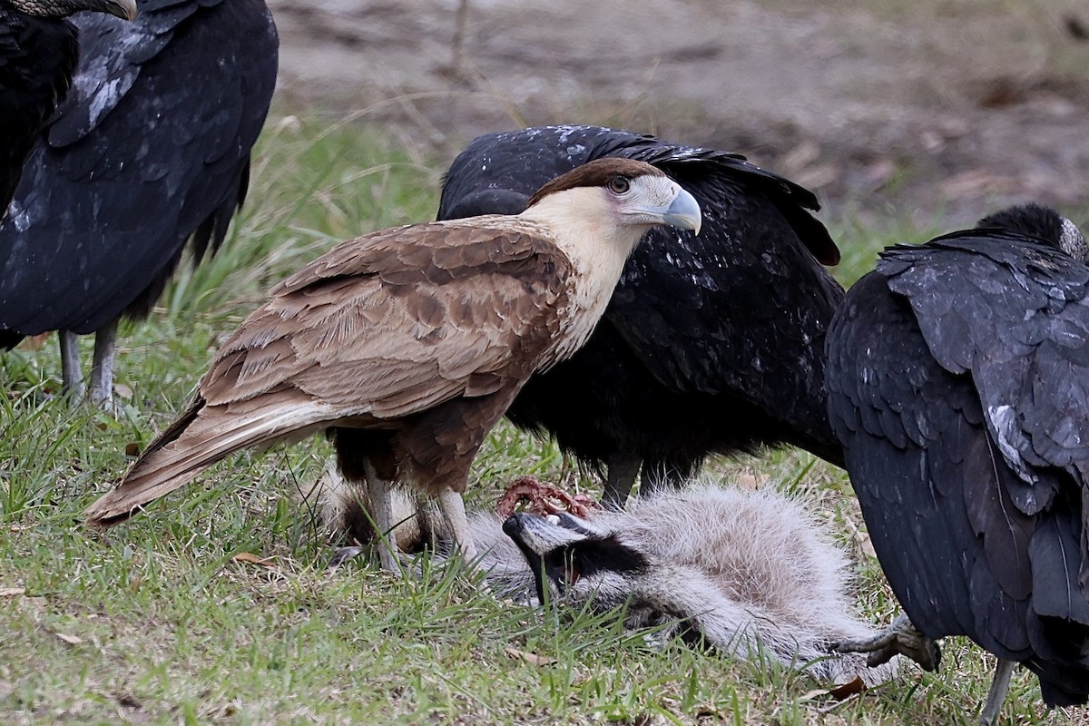 Crested Caracara - ML631112891
