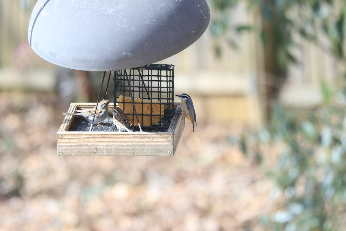 Red-breasted Nuthatch - ML631112960